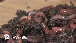 The worm shortage nobody's talking about