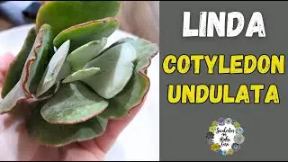Comprei um Cotyledon Undulata e Cortei em 3 Partes