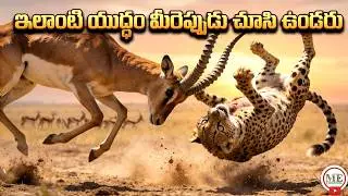 The Prey That Fought Back: Injured Gazelle vs. Mother Cheetah