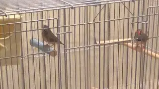 George and  Val the zebra finches.