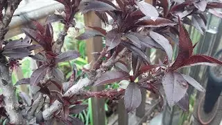 How is the fruit set on my Crimson dwarf bush Peach ?