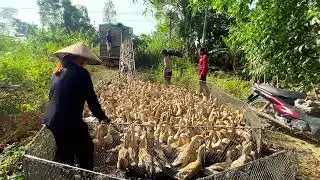 Duck farmers: migrating ducks to find a new place