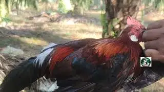 Ayam Hutan Pikat Betina F1 #78