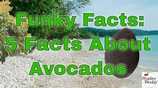 Studies Weekly Funky Facts: 5 Facts about Avocados