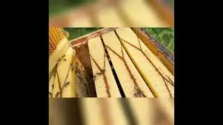 Beekeeping Bliss  Heavy Honey Flow Hive Frames Revealed! Yes Flow Hives Work! #flowhive #beekeeping