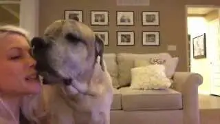 Hugs and kisses from my English mastiff