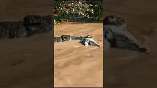 Crocodile emerges from muddy water#wildlife #alligator #america #water