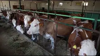 Bolest slinavke i šapa zabrinjava farmere u Srpskoj (Zemlja izvor života) TV K3