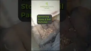 Yellow beans cleaning and destoning🫘 #SeedCleaning #seedpolishing #SeedProcessing #grading
