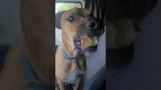 My Dog Prancer Loves Apple Cores. #dogs #doghealth #pets #puppyfood