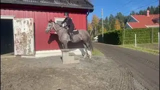 'Silver Belle' (2020 Mare) Belantis x Zack MOUNTING