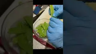 Snow Peas Prep to get rid of the fiber and tendrils #vegetables #cooking #snowpeas #redspatula