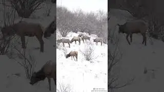 Elk herd on a snowy day in Pennsylvania #pawilds #elk #wildlife #animals