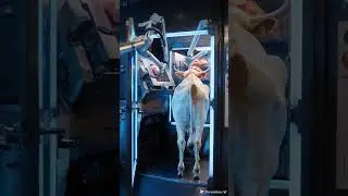 cow meat processing #aivideo #aiautomation #aishorts #meatprocessing #ai #film