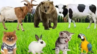 Farm Animal Habitat: Cow, Sheep, Horse, Rabbit, Chicken, Duck, Pig, Dog, Cat...