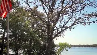 Bur Oak Blight   2020 Update