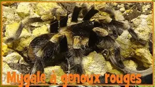 Brachypelma smithi - (Pickard-Cambridge, 1897) - (Theraphosidae) - Mygale smithi - 05/2017
