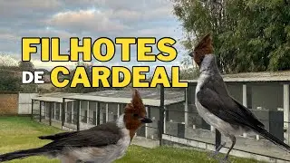 FILHOTES de CARDEAL no Criadouro Brum