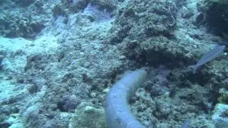 Olive Sea Snakes
