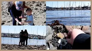 Seashell Hunting l Vlog 105