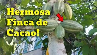 Finca de cacao en Majagua Pedro Sanchez, Bellezas del campo RD