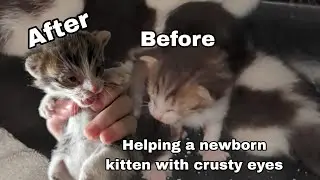 Helping a kitten with crusty eyes