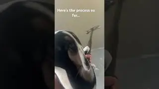 Fritter redoes her room part #1#cute #funny #design #fyp #foryou