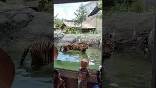 Tiger in Japan Zoo