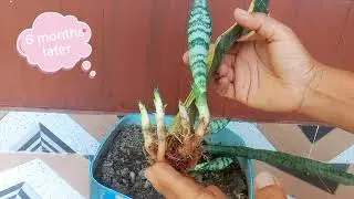 Snake Plant Propagation in Soil by Leaf / How to Propagate Snake plant by leafs