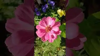Salvia Apiana White Sage,   sun and West African Kora music. #salviaapiana #whitesage   #garden