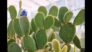 Cacti & Puppet