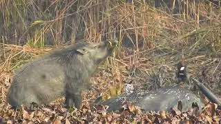 A tiger had killed a buffalo, and then a wild boar was eating it. At Kaziranga national park 
