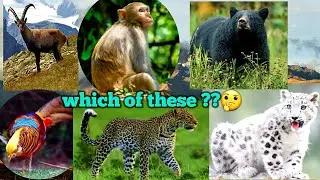 Which WILD ANIMALS🐍🦁🦧  Live in Pakistan🇵🇰. EXPLAINED😱