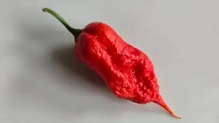 Faddas Poison Tail = Jay's Peach Ghost Scorpion x Carolina Reaper &times; SRTSL