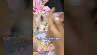 My adopted kitty looking for home  💔#cats #cutecat #cuteanimals #funny#viralvideo #catshorts #fyp