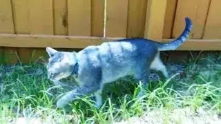 You You want a Dog-like Cat, get an 'Aby'