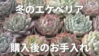 #184【冬のポイント】寒さは出会いのチャンスです。多肉植物