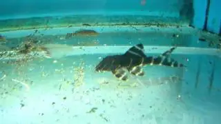 Panaque sp L204 (Flash Pleco)