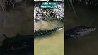 Asian Water Monitor Lizard | Singapore 🇸🇬 Nature Reserve | My TraveLUV