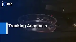 Strategies: Tracking Anastasis-Cell Survival Phenomenon That Reverses Apoptosis l Protocol Preview