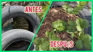 ¿Basura? No. Una maceta. Desperdicio cero. Y no gasté ni un peso. 
