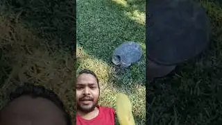 The turtle attacked Malik himself 🤣🫣#shorts #turtle #alligatorsnappingturtle #cute #turtlewatching