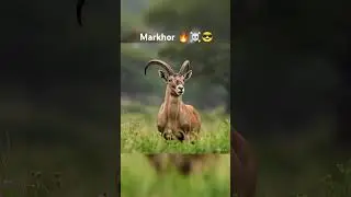 😍&hearts;️😎#MarkhorOfPakistan#PakistansNationalAnimal#WildPakistan#MarkhorConservation#PakistanWildlife