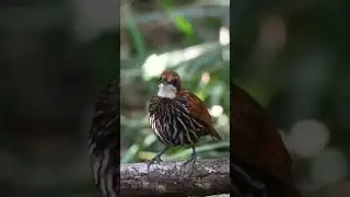 Falcated wren-babbler (Ptilocichla falcata)