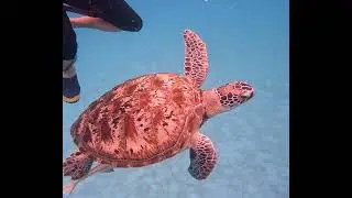 Turtle Bay, Redang Island