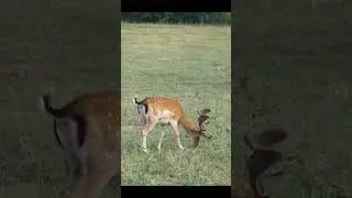 Wild Fallow Deer Sound Caught on Trail Camera! #shorts