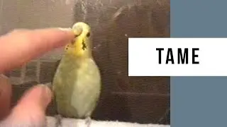 Мой любимый попугайчик Budgie Petrol был единственным в своём роде | Ностальгия по Перту, 1997