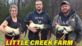 Boozer Dog Island Grey Little Creek Farm Beautiful Birds | Claude Vaughn