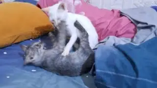 Cute white kitten playing with other kitten || cat vidios