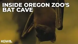 Drew at the Zoo: Inside the bat cave at the Oregon Zoo
